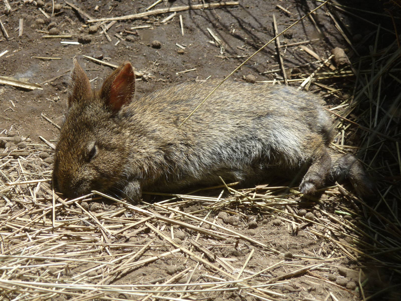 Volcano rabbit or Teporingo Zoologico Los Coyotes
