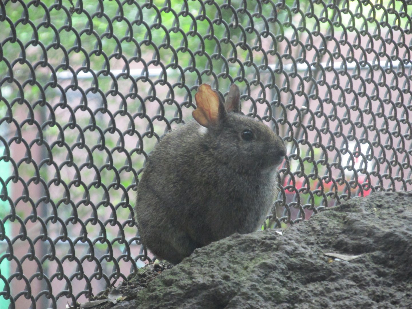 volcano rabbit or teporingo