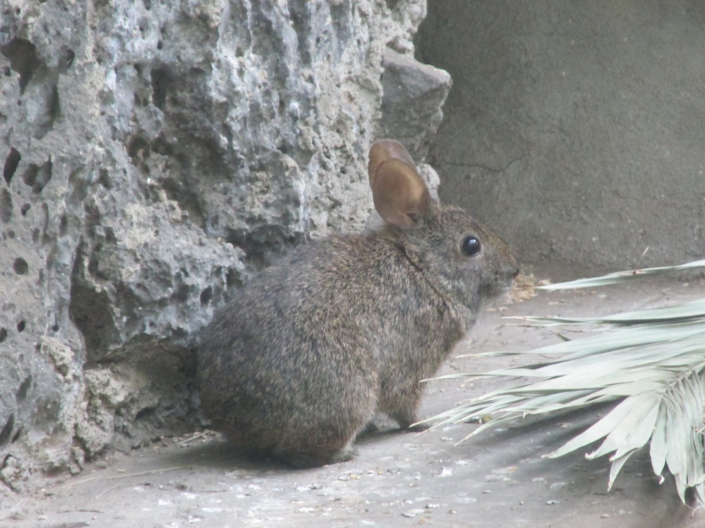 volcano rabbit or teporingo