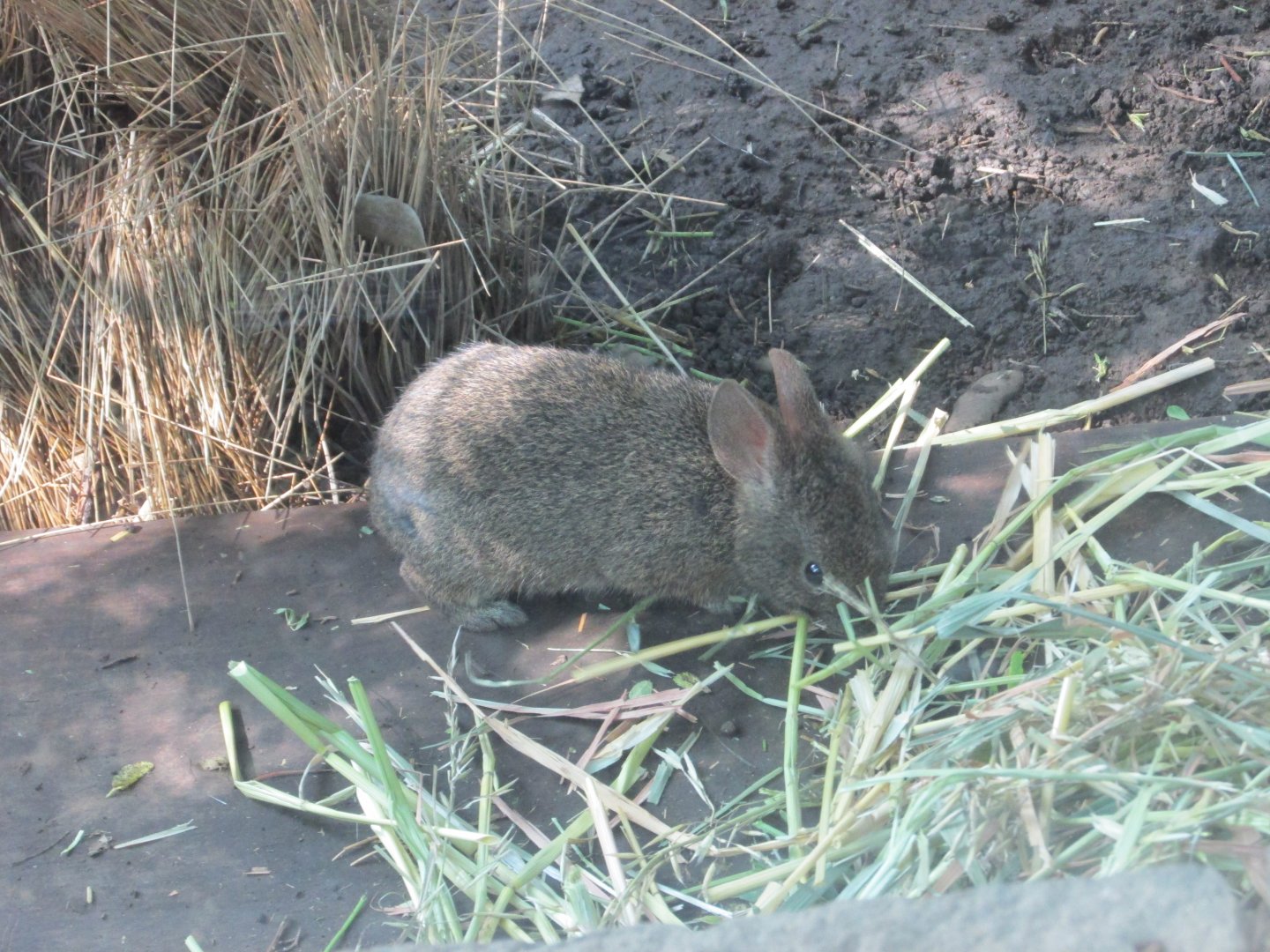 volcano rabbit or teporingo