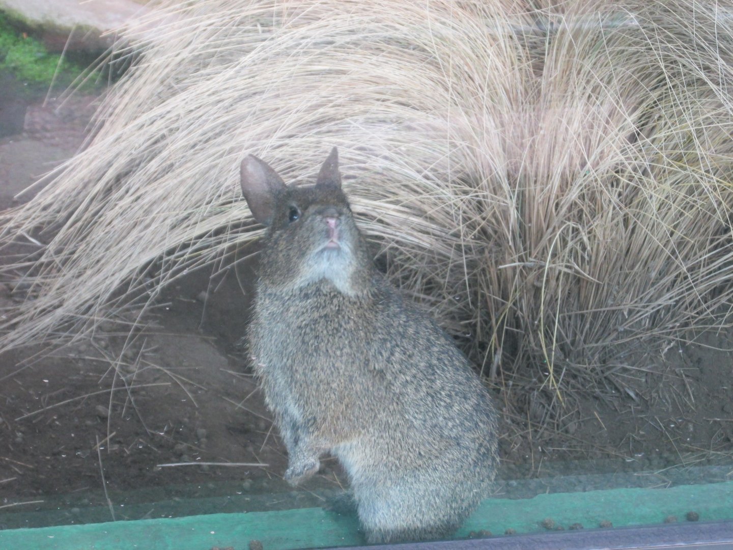 volcano rabbit or teporingo