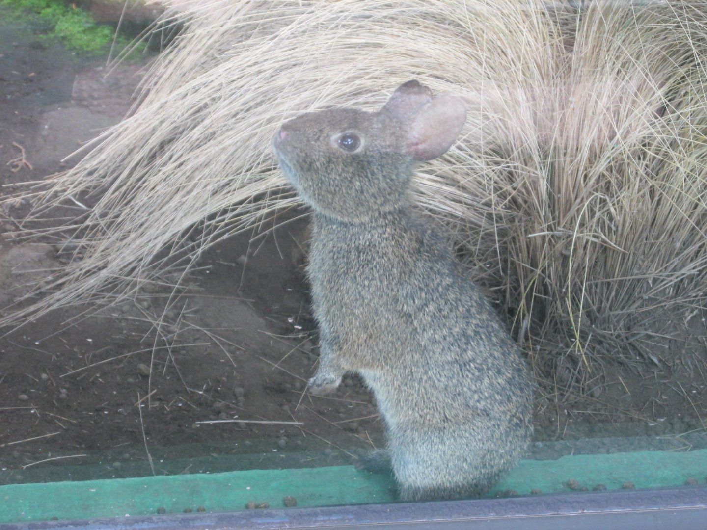 volcano rabbit or teporingo