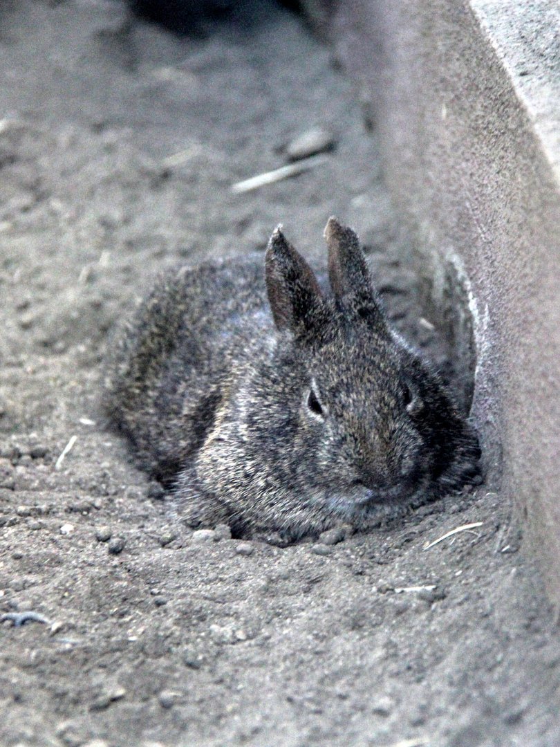 volcano rabbit (Romerolagus diazi)