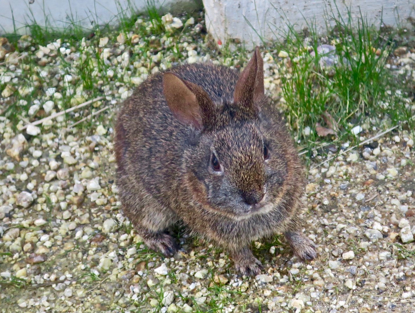 Volcano Rabbit (Romerolagus diazi)