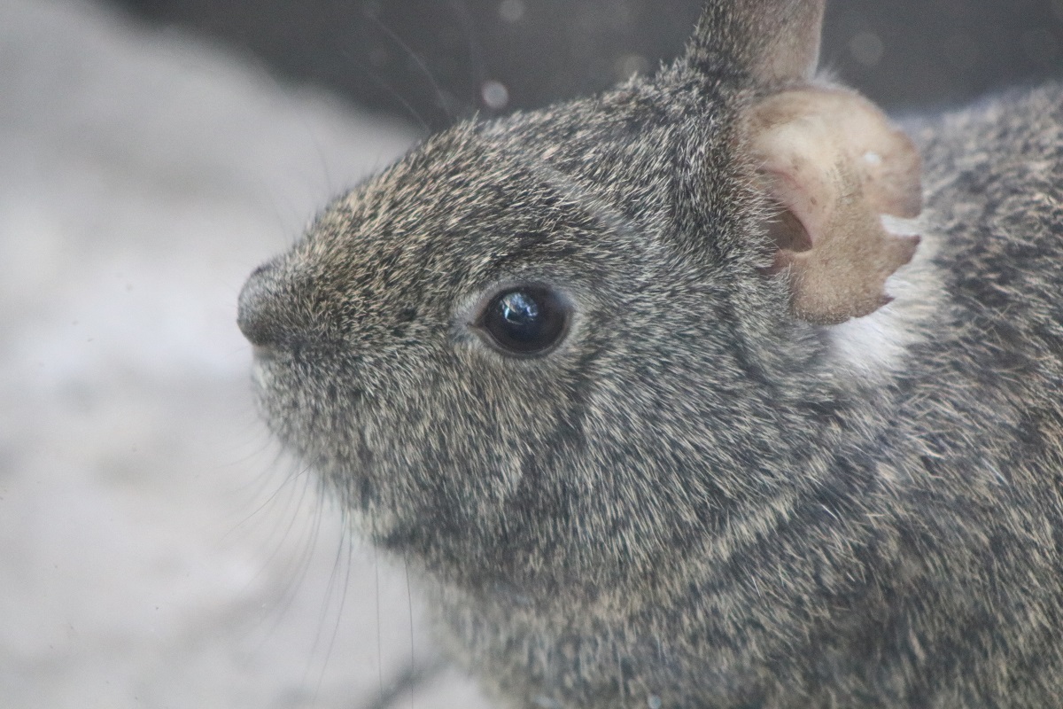 Volcano Rabbit (Romerolagus diazi)