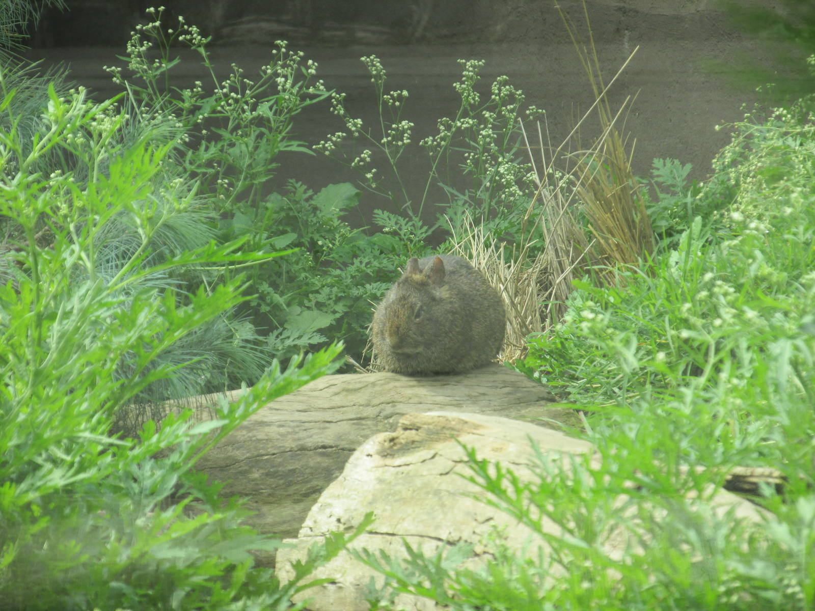 volcano rabbit san juan de aragon zoo