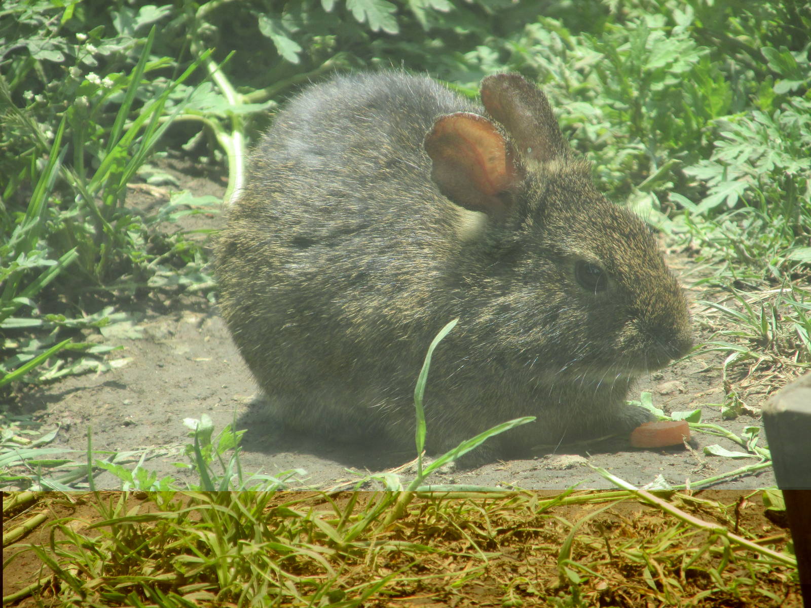 volcano rabbit san juan de aragon zoo