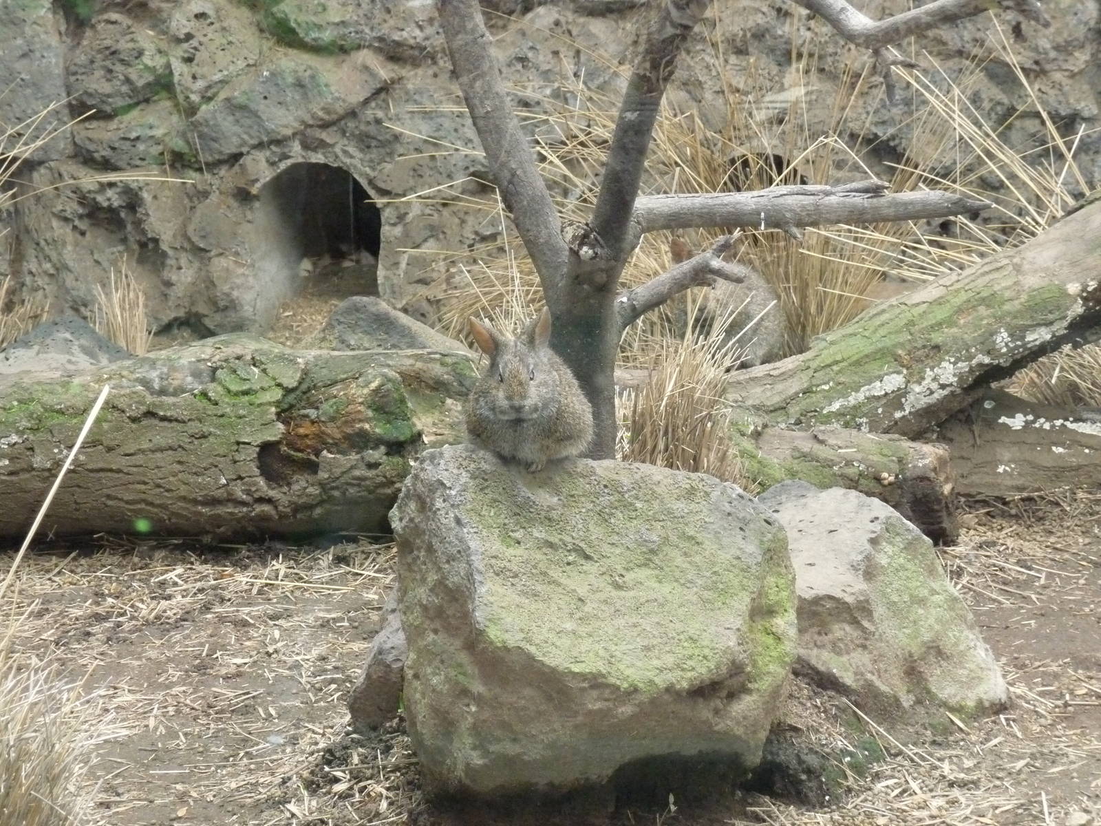 volcano rabbit teporingo