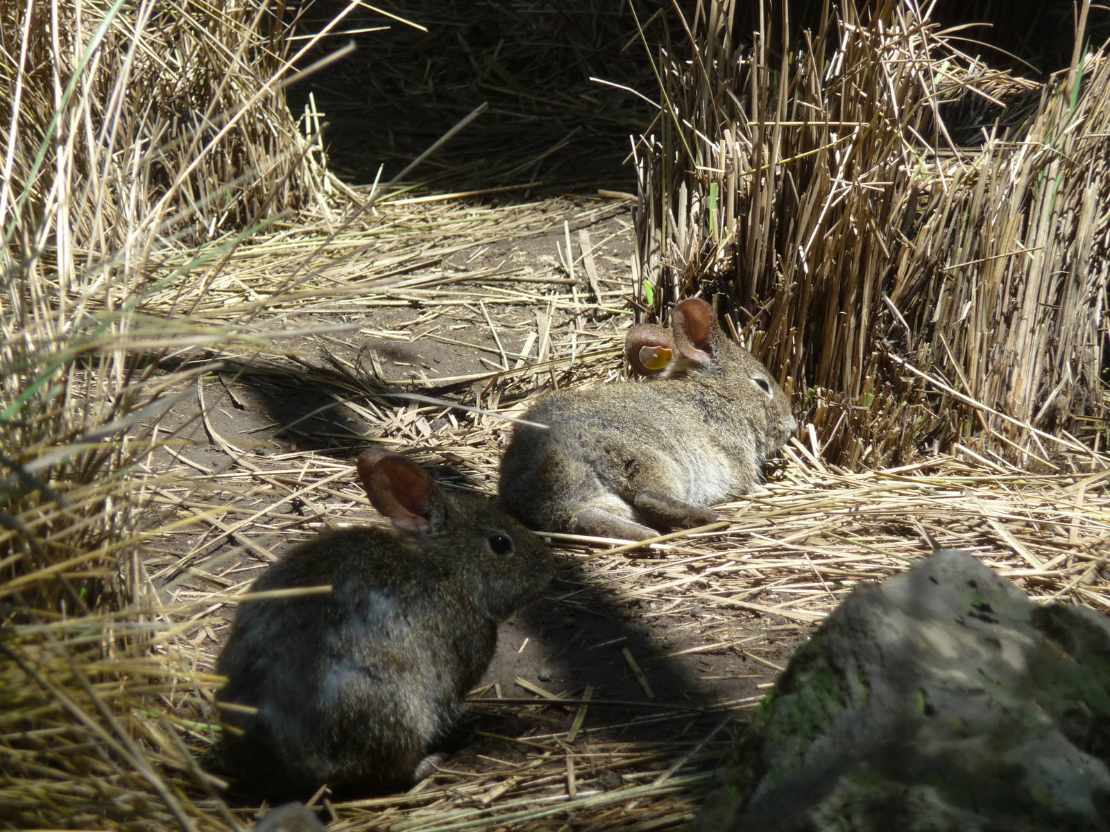 volcano rabbits or teporingos zoologico los coyotes