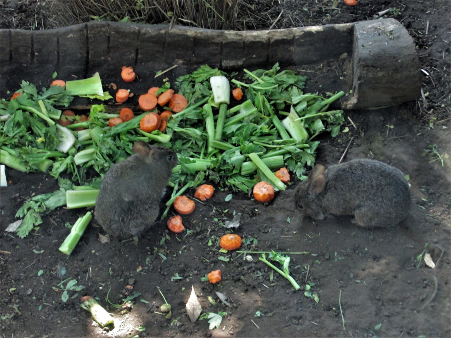 volcano rabbits or teporingos