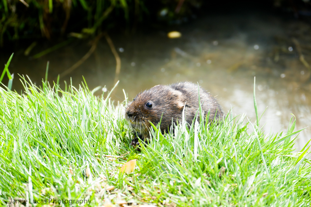 Vole (Red-backed or Eurasian water?)