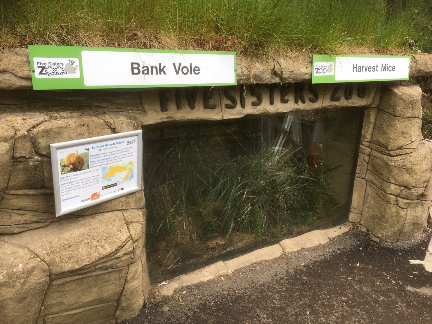 Voles & harvest mouse