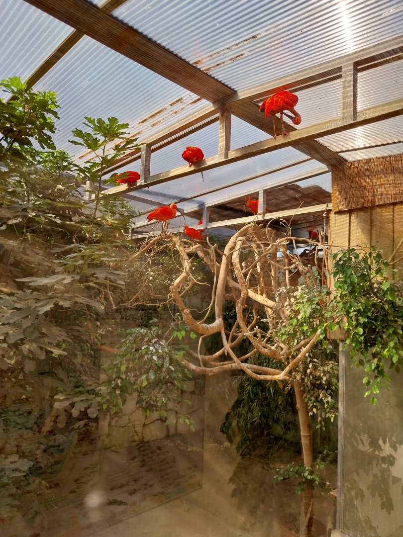 Volière des ibis - Scarlet ibis (Eudocimus ruber)