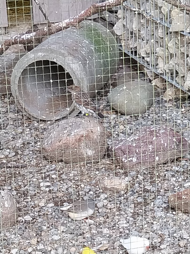 Volière Seebach -Amethyst starling