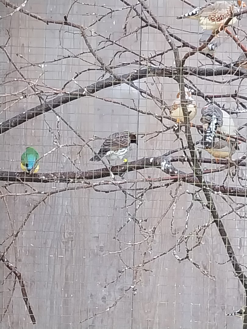 Volière Seebach - Mixed species aviary