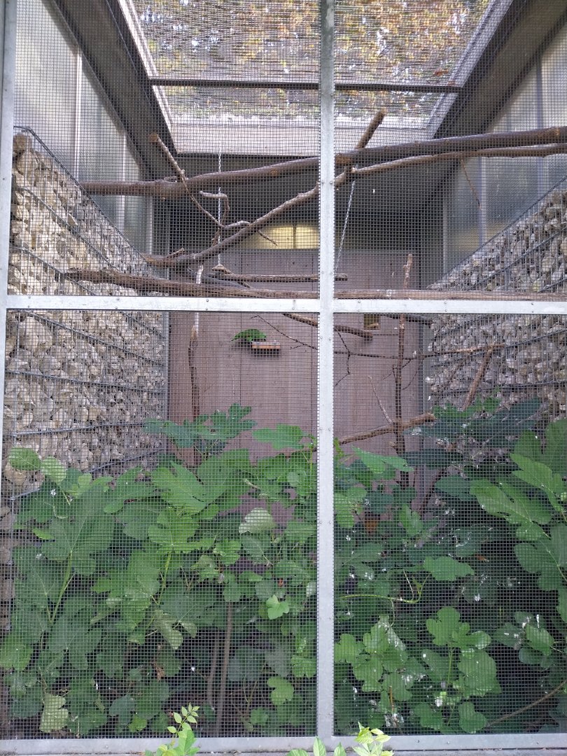 Volière Seebach - Southern festive amazon aviary