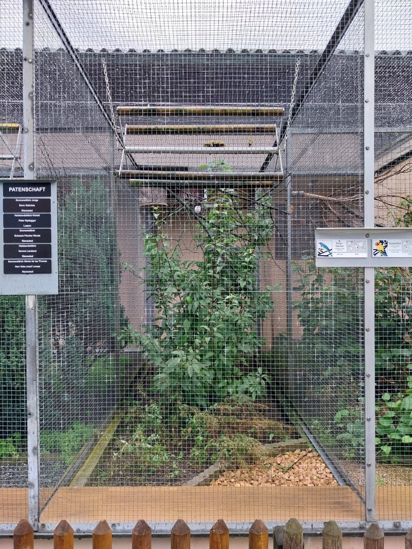 Volière Stansstad - Golden-breasted starling aviary