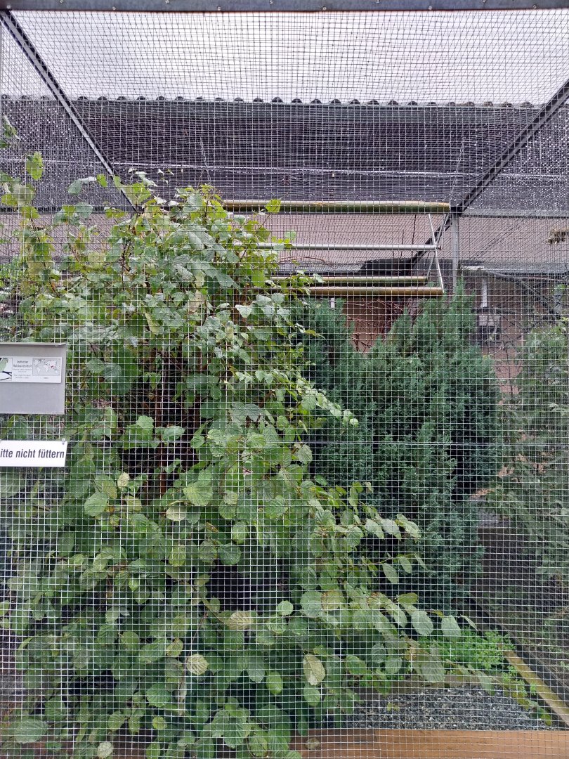 Volière Stansstad - Rose-ringed parakeet aviary