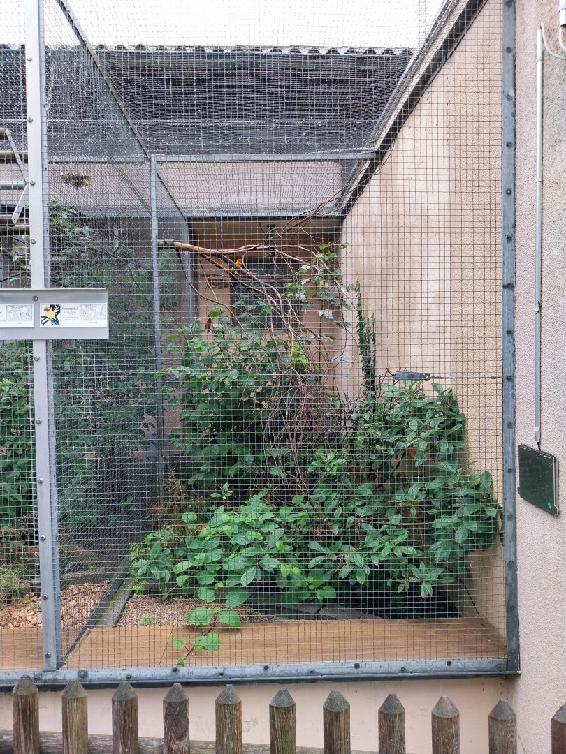 Volière Stansstad - Sun conure aviary