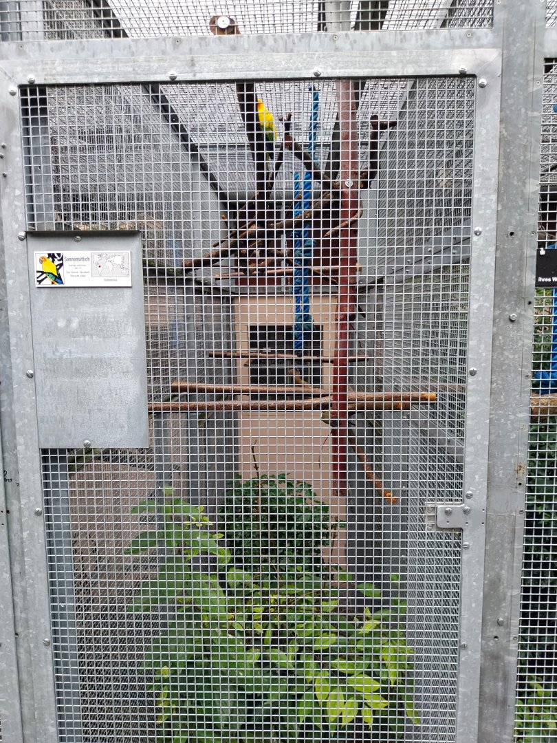 Volière Stansstad- Sun conure prison