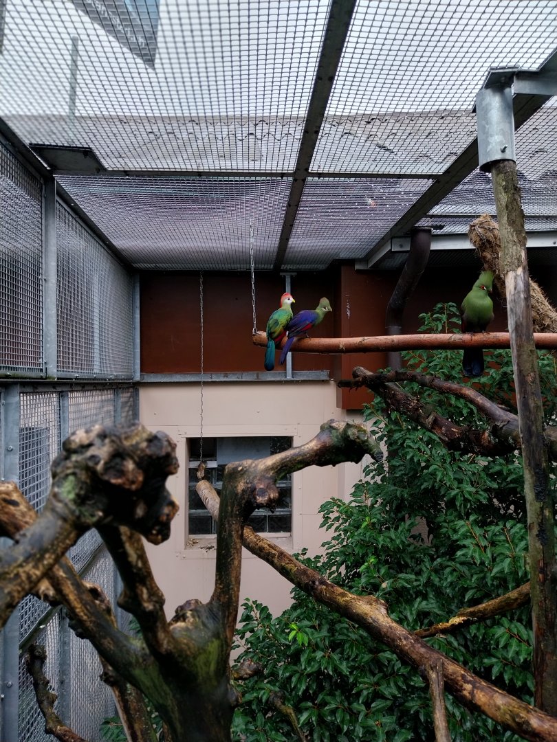 Volière Stansstad - Turacos