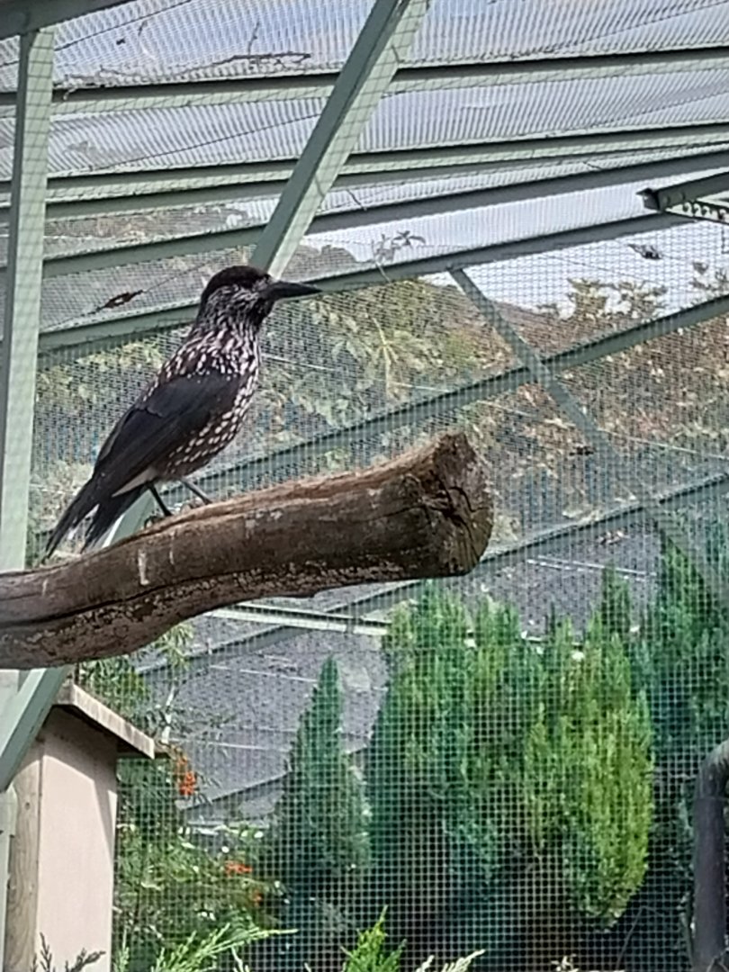 Volière Zug - Fasanerie - Eurasian nutcracker (Nucifraga caryocatactes caryocatactes)