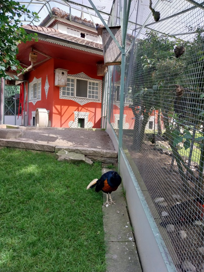 Volière Zug - Fasanerie - Greater Bornean crested fireback (Lophura ignita nobilis)