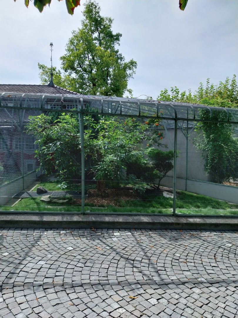 Volière Zug - Fasanerie - Grey peacock and Wonga pigeon aviary