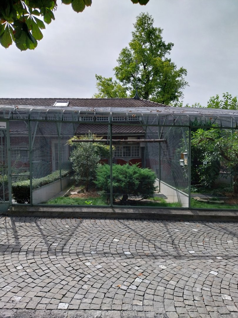 Volière Zug - Fasanerie - Laughing kookaburra, little owl and boobook owl aviary