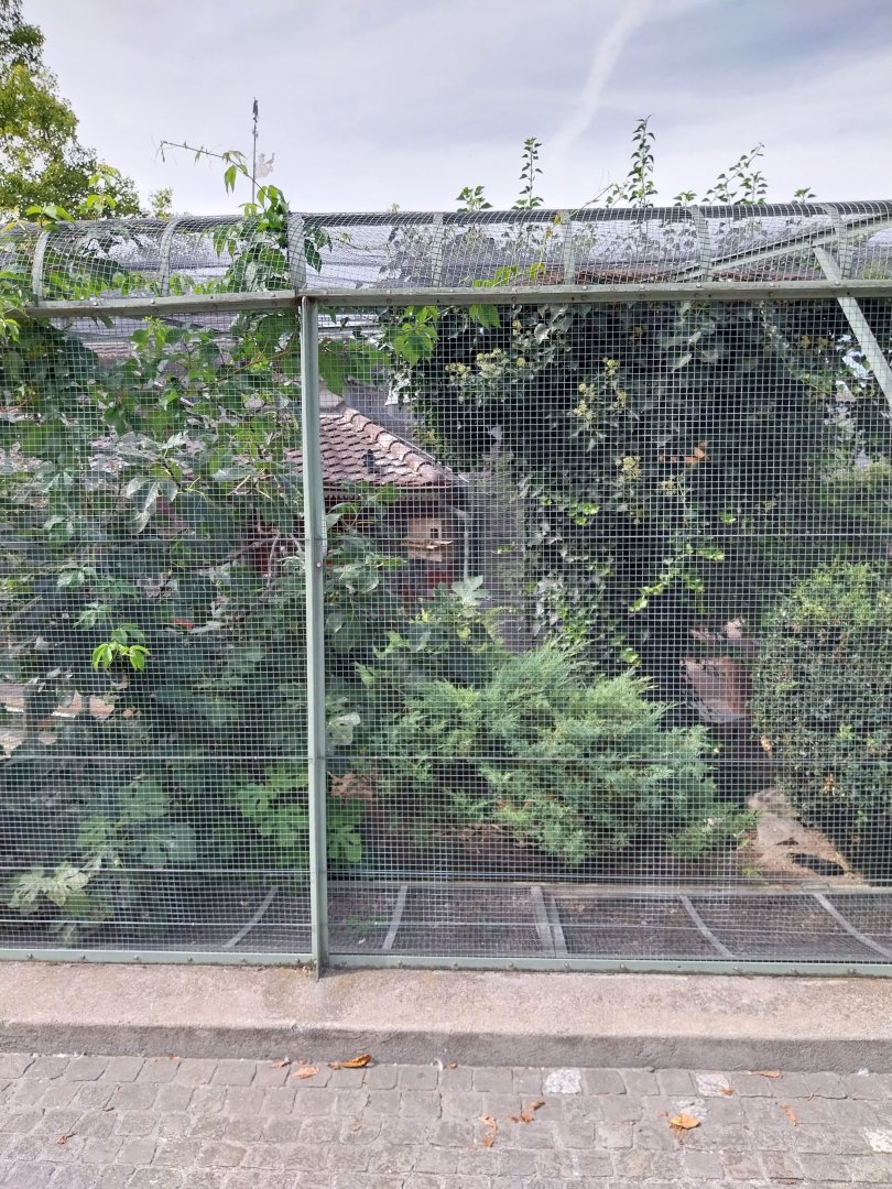 Volière Zug - Fasanerie - Red-billed chough and common scops owl aviary