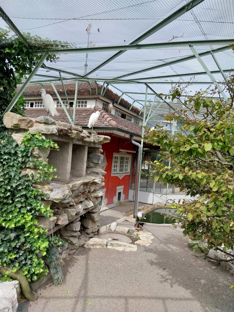 Volière Zug - Fasanerie - Wading birds aviary