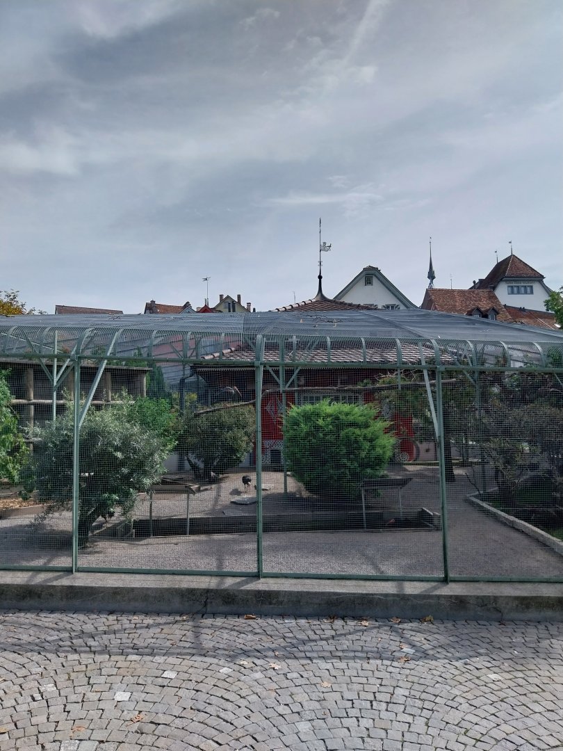 Volière Zug - Fasanerie - Waldrapp aviary