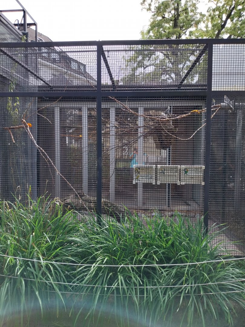 Volière Zug - Mixed species aviary