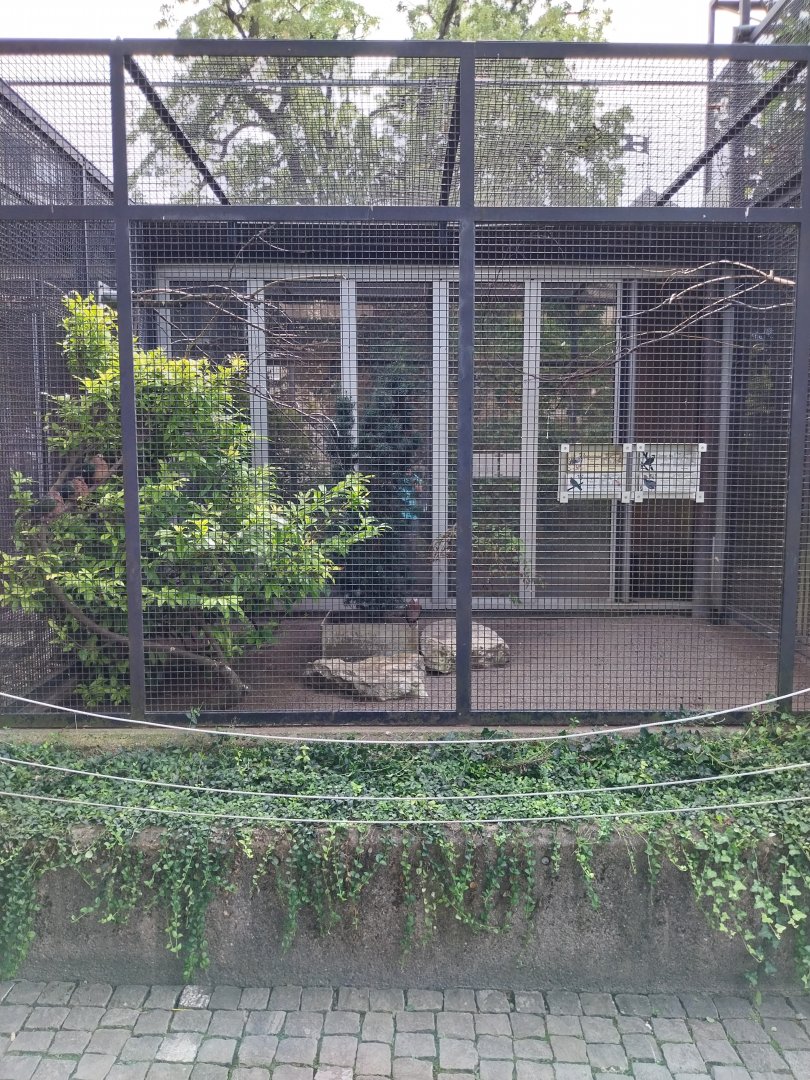 Volière Zug - Neue volière - Mixed species aviary