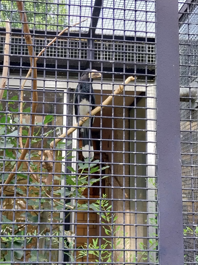 Volière Zug - Neue volière - Piping hornbill (Bycanistes fistulator)