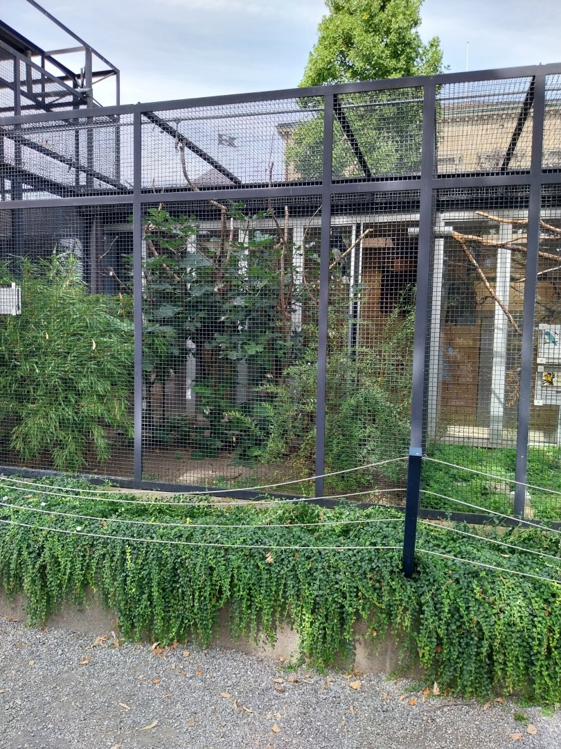 Volière Zug - Neue volière - Piping hornbill & red-belled blue magpie aviary