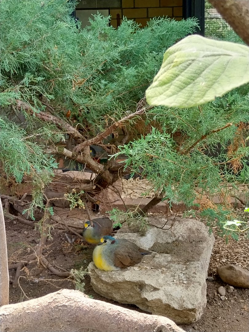 Volière Zug - Neue volière - Red-necked Sulawesi ground-dove (Gallicolumba tristigmata bimaculata)