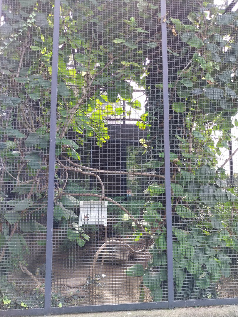 Volière Zug - Neue volière - Red-necked Sulawezi ground-dove