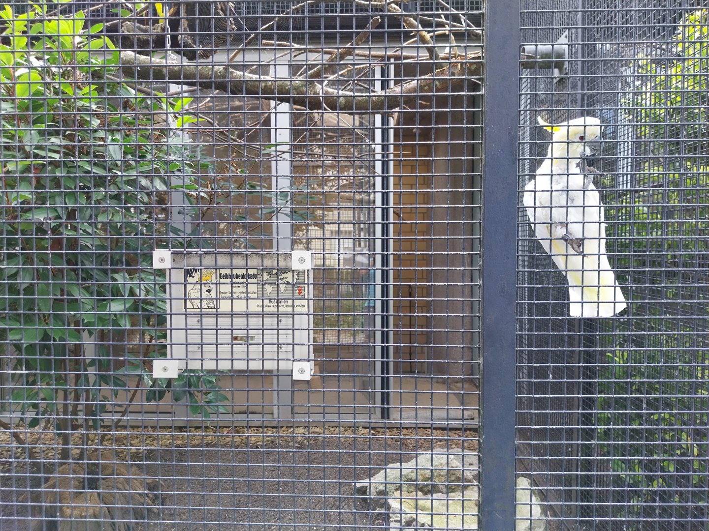 Volière Zug - Neue volière - Sulphur creste cockatoo (Carcatua galerita)