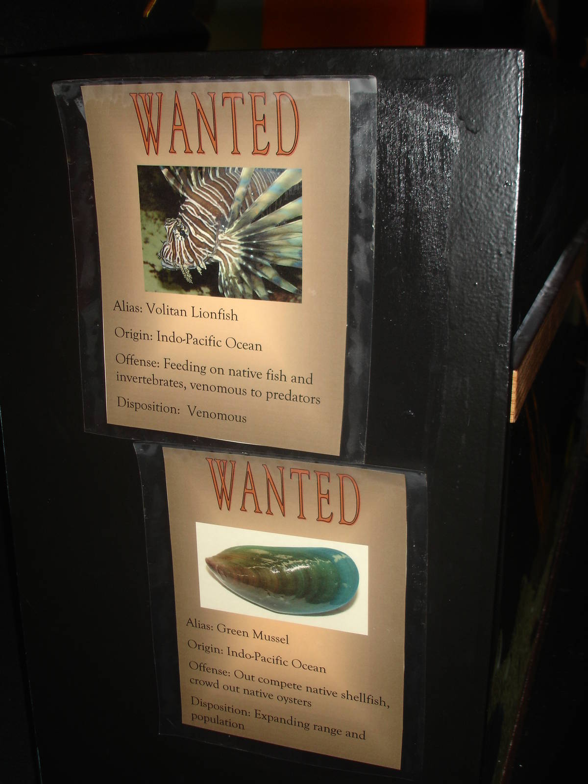 Volitan Lionfish wanted sign