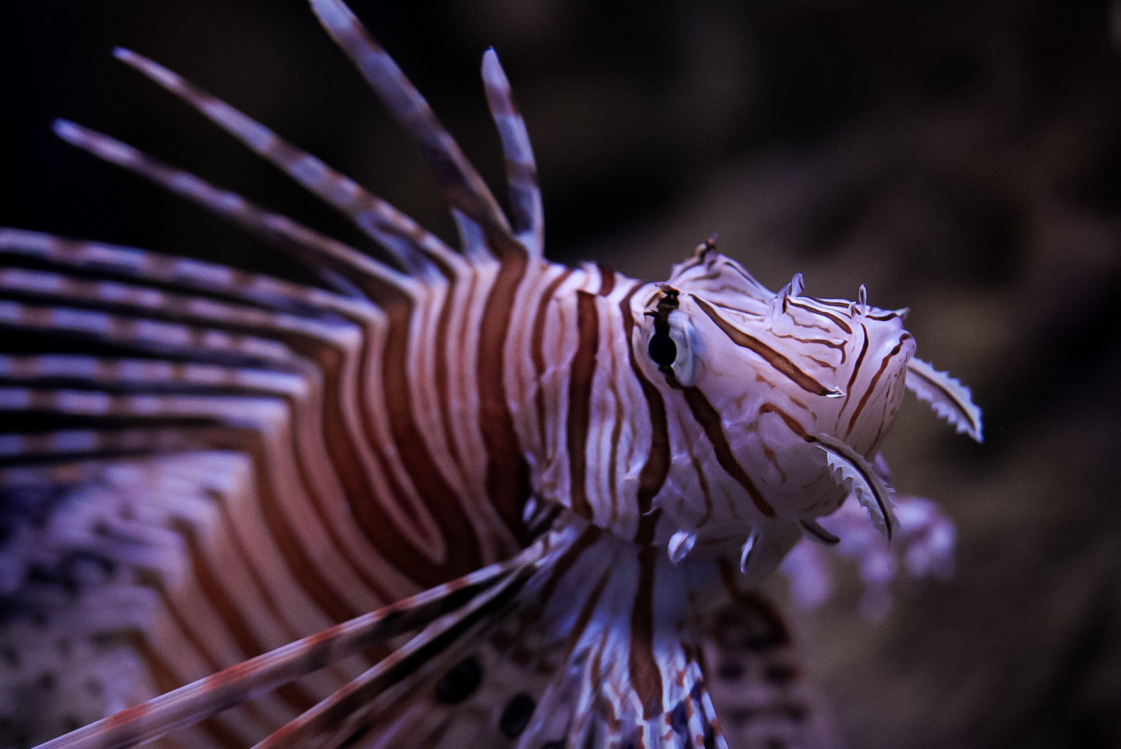 Volitan Lionfish