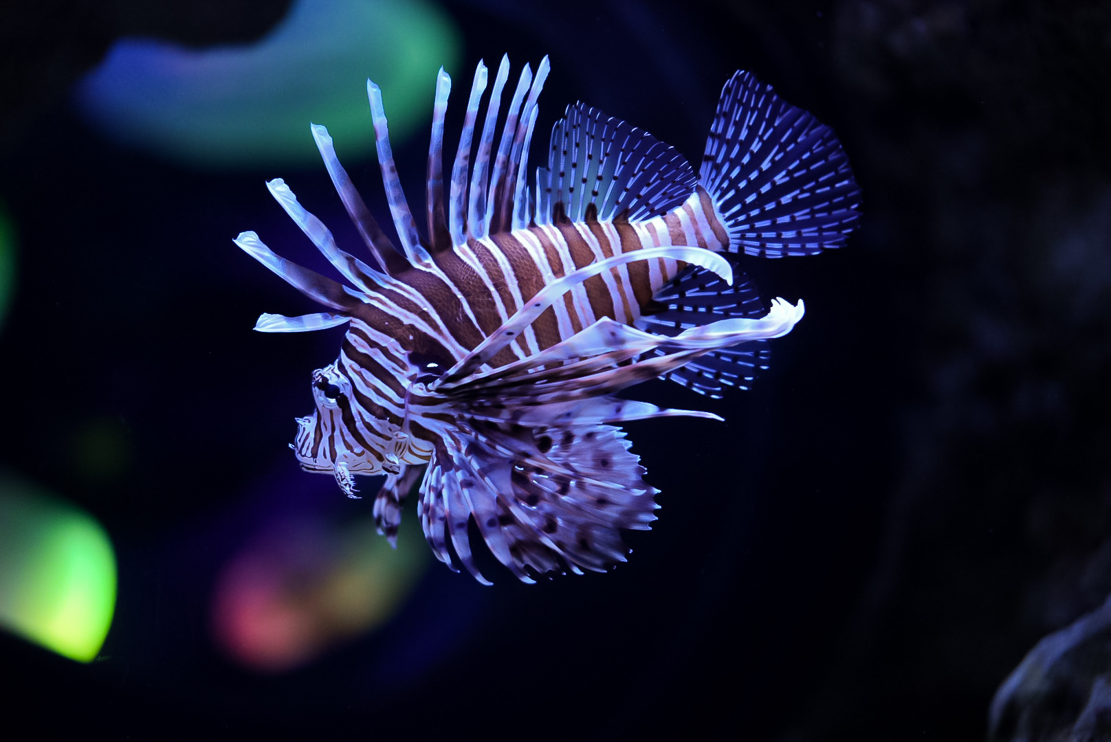 Volitan Lionfish
