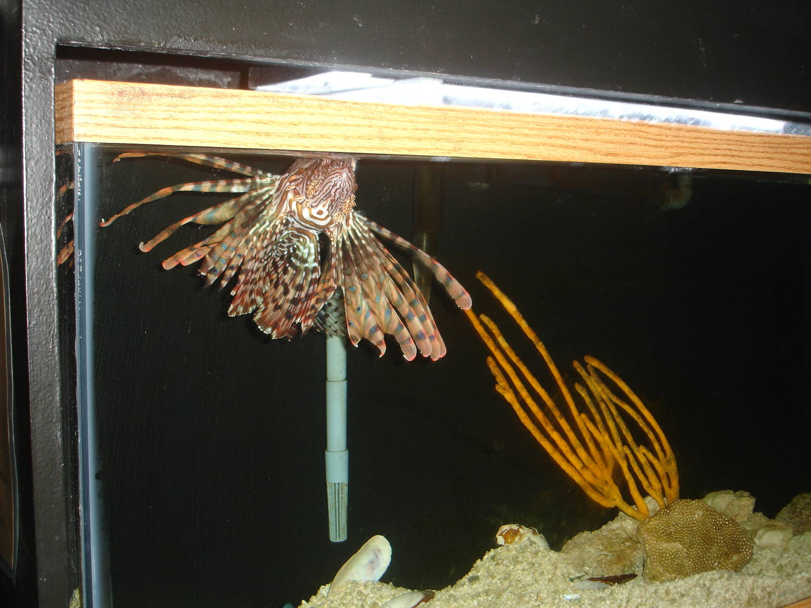 Volitan Lionfish