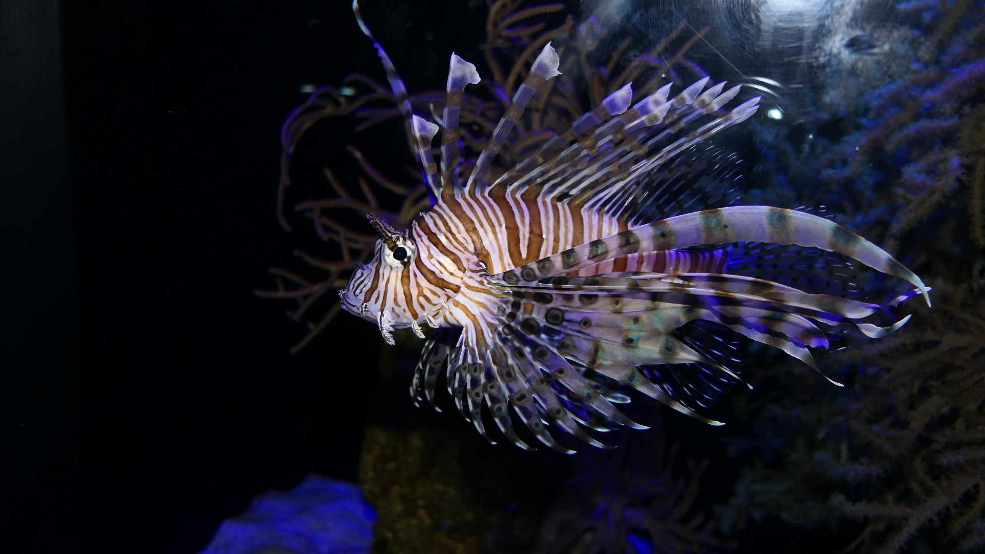 Volitans Lionfish (Pterois volitans)