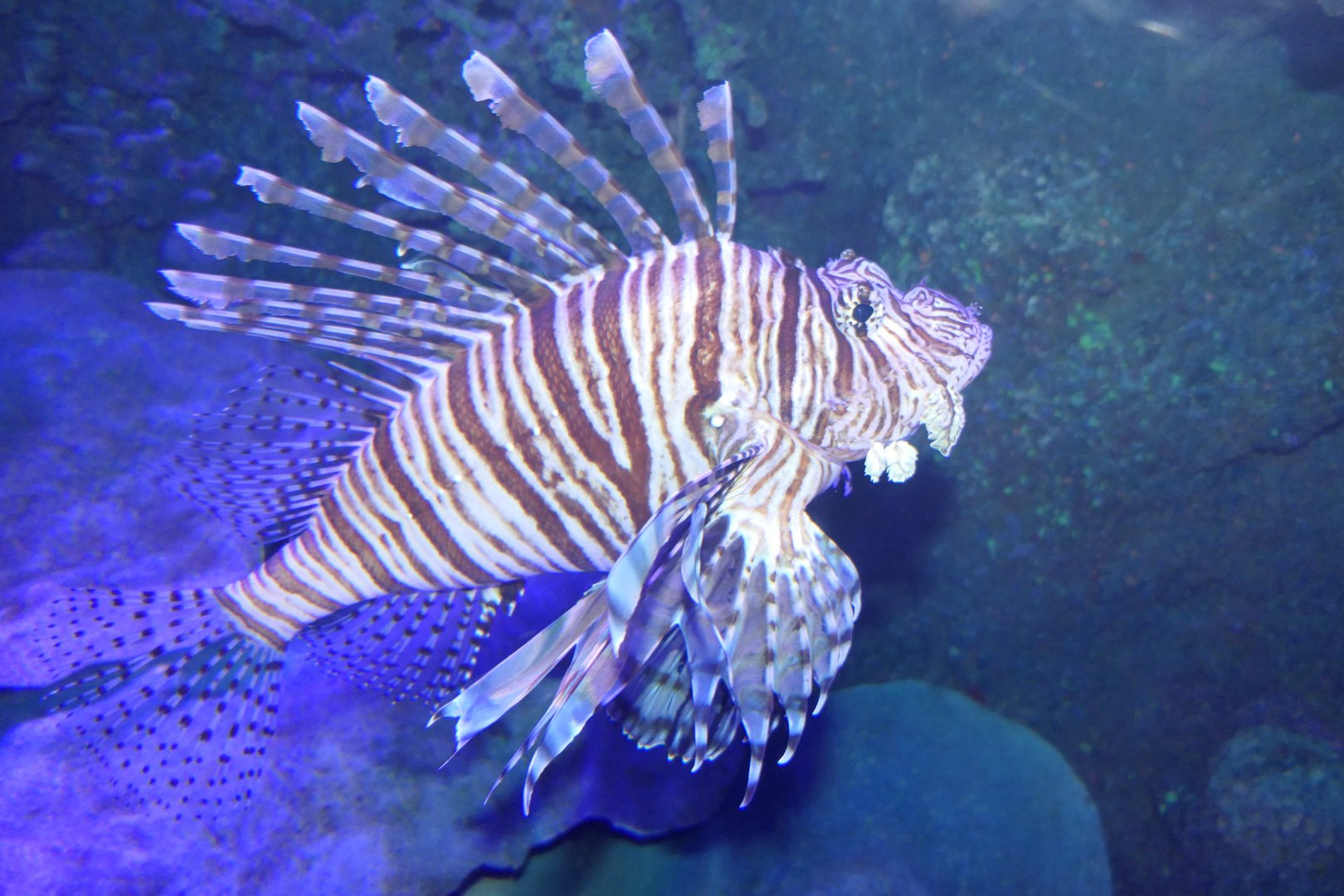 Volitans Lionfish (Pterois volitans)