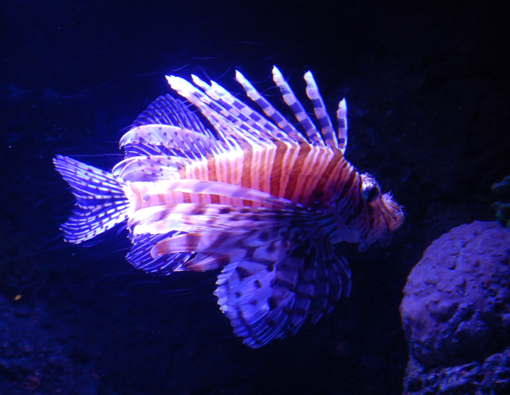 Volitans Lionfish