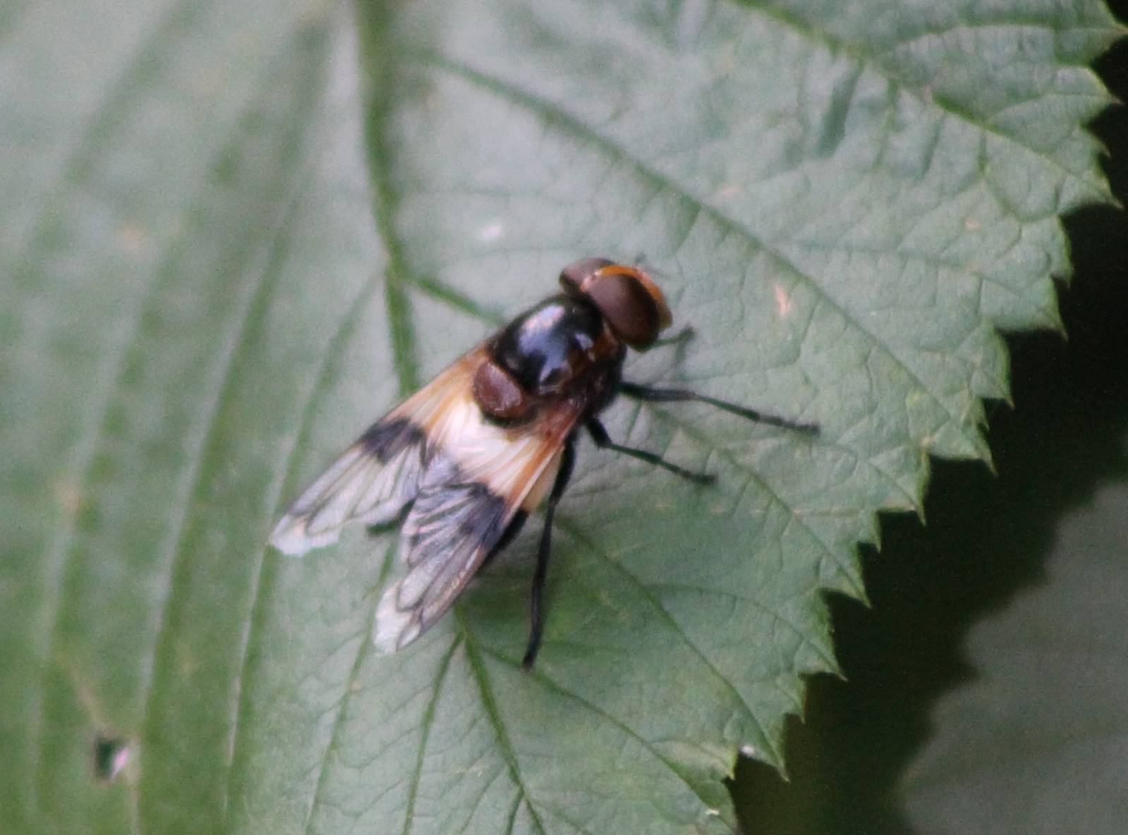 Volucella pellucens - an Hoverfly species