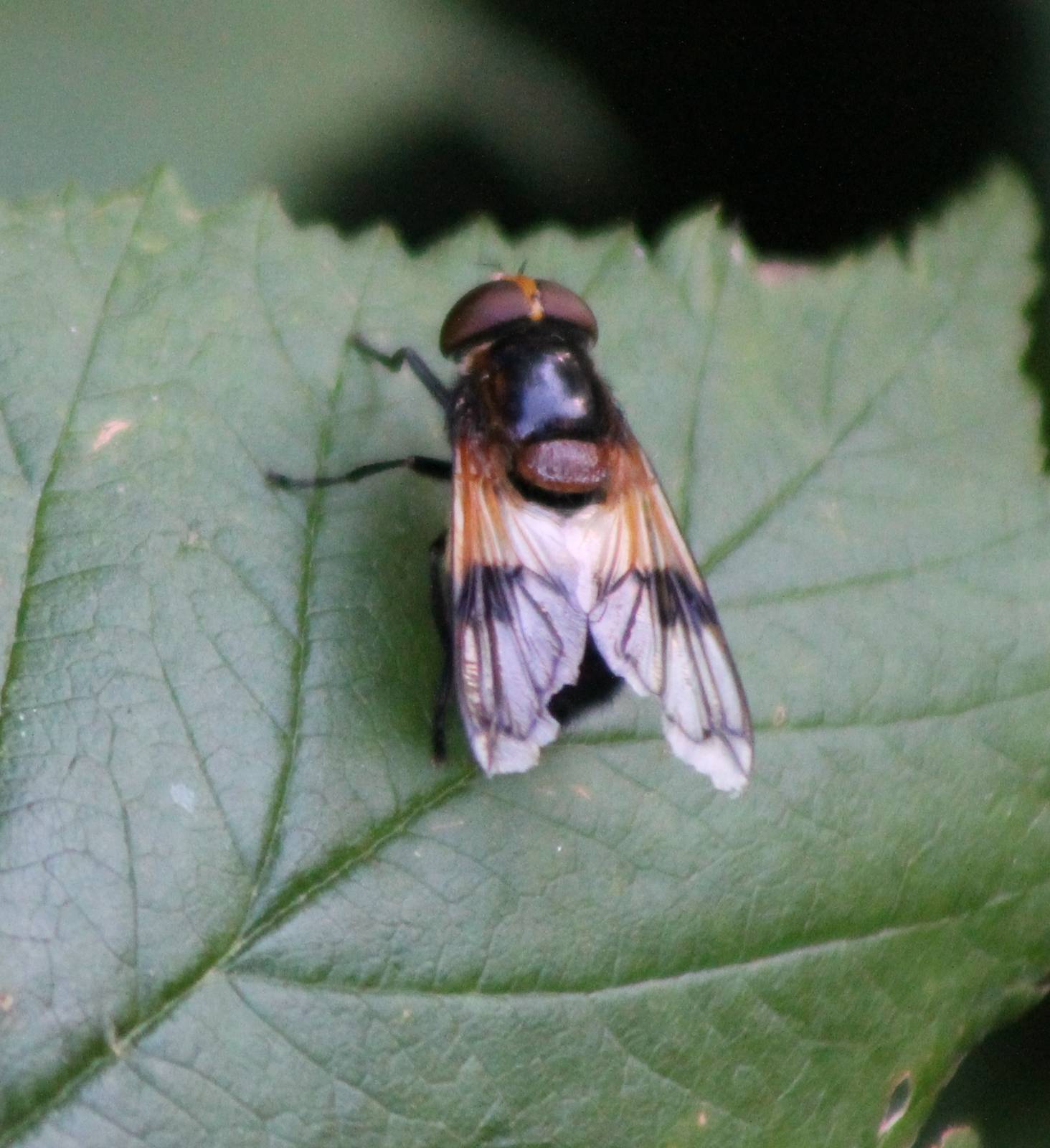 Volucella pellucens - an Hoverfly species