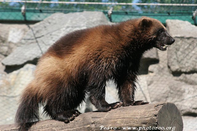 Volverine (Gulo gulo)