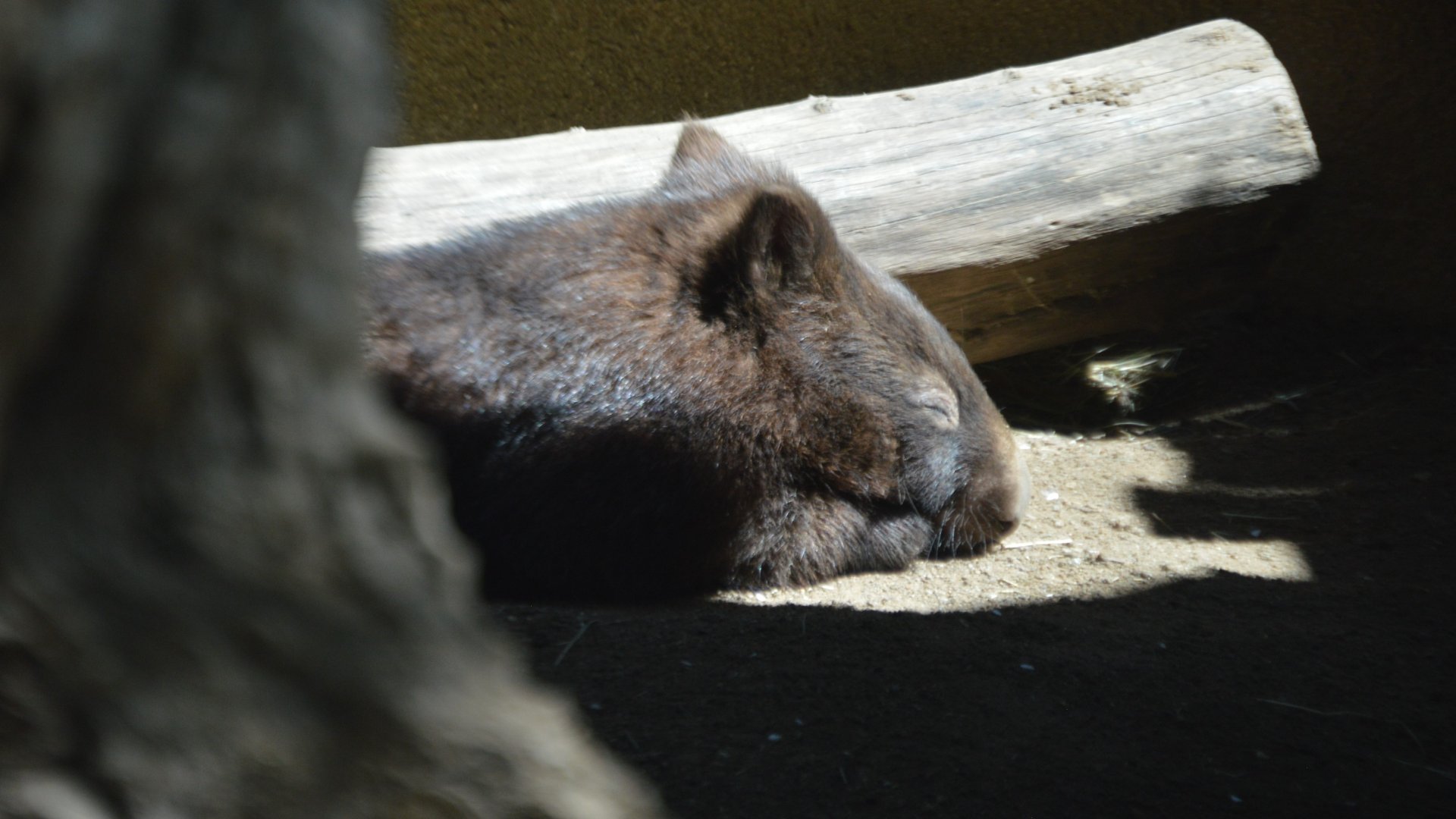 Vombatus ursinus hirsutus